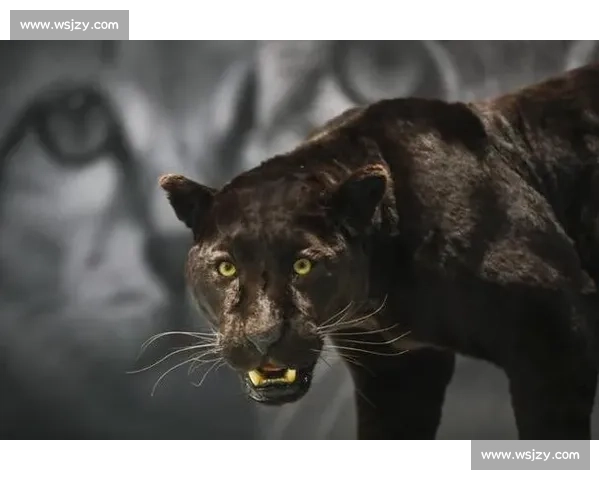 美洲豹对决老虎谁才是丛林顶级掠食者力量与策略全解析实战对比